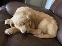 Golden Retriever Puppies for sale in Lubbock, TX, USA. price: NA
