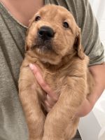 Golden Retriever Puppies for sale in Montclair, CA 91763, USA. price: NA