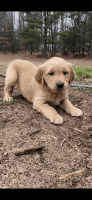 Golden Retriever Puppies for sale in Muskegon, MI, USA. price: NA