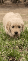 Golden Retriever Puppies for sale in Muskegon, MI, USA. price: NA