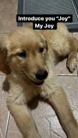 Golden Retriever Puppies for sale in Valrico, FL, USA. price: NA