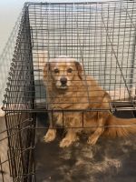 Golden Retriever Puppies for sale in Spring Hill, FL, USA. price: NA