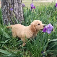 Golden Retriever Puppies for sale in 2668 FM 128, Pecan Gap, TX 75469, USA. price: NA