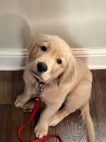 Golden Retriever Puppies for sale in Freeport, FL, USA. price: NA