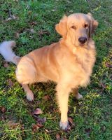 Golden Retriever Puppies for sale in Wetumpka, AL, USA. price: NA