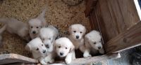 Golden Retriever Puppies for sale in Walnutport, PA 18088, USA. price: NA