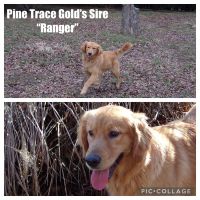 Golden Retriever Puppies for sale in Rickman, TN 38580, USA. price: NA