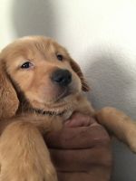 Golden Retriever Puppies for sale in Las Vegas, NV, USA. price: NA