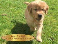 Golden Retriever Puppies for sale in Carlton, OR 97111, USA. price: NA