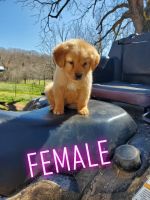 Golden Retriever Puppies for sale in Seymour, MO 65746, USA. price: NA