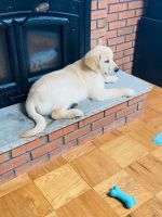 Golden Retriever Puppies for sale in East Windsor, NJ, USA. price: NA