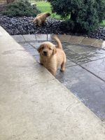 Golden Retriever Puppies for sale in Holmesville, OH 44633, USA. price: NA