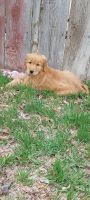 Golden Retriever Puppies for sale in Twin Falls, ID 83301, USA. price: NA
