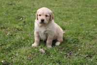 Golden Retriever Puppies for sale in Elyria, OH 44035, USA. price: NA