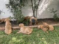 Golden Retriever Puppies for sale in Orange, CA 92867, USA. price: NA