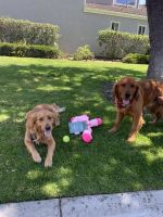 Golden Retriever Puppies for sale in Ventura County, CA, USA. price: NA