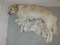 Golden Retriever Puppies for sale in Fort Benning, GA 31905, USA. price: NA