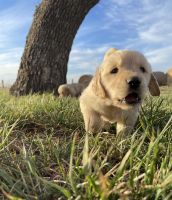 Golden Retriever Puppies for sale in Wichita Falls, TX, USA. price: NA