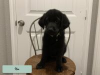 Golden Retriever Puppies for sale in Greenville, TX, USA. price: NA