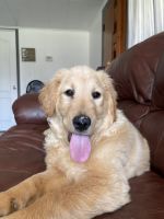 Golden Retriever Puppies for sale in Butler, PA, USA. price: NA