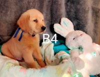 Golden Retriever Puppies for sale in Springfield, MO, USA. price: NA