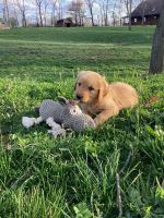Golden Retriever Puppies for sale in Holmesville, OH 44633, USA. price: NA