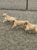 Golden Retriever Puppies for sale in Teaneck, NJ, USA. price: NA