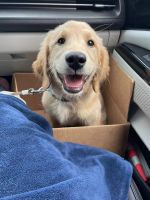 Golden Retriever Puppies for sale in Ronkonkoma, NY 11779, USA. price: NA