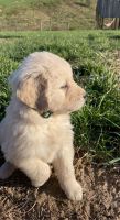 Golden Retriever Puppies for sale in Frazeysburg, OH 43822, USA. price: NA