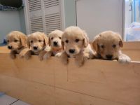Golden Retriever Puppies for sale in Miami, FL 33145, USA. price: NA