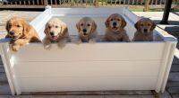 Golden Retriever Puppies for sale in Charlotte, NC, USA. price: NA