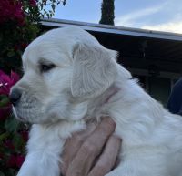 Golden Retriever Puppies for sale in Riverside, CA, USA. price: NA