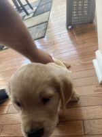 Golden Retriever Puppies for sale in Hagerstown, MD, USA. price: NA