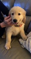 Golden Retriever Puppies for sale in Denver, CO, USA. price: NA