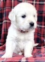 Golden Retriever Puppies for sale in Princeton, NJ, USA. price: NA