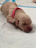 Golden Retriever Puppies for sale in Holland, MI 49423, USA. price: NA