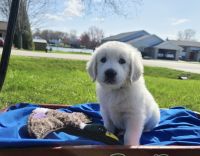 Golden Retriever Puppies for sale in Huntley, IL 60142, USA. price: NA