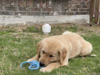 Golden Retriever Puppies for sale in Pflugerville, TX, USA. price: NA