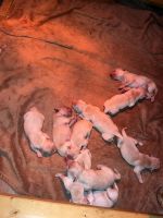 Golden Retriever Puppies for sale in Spartanburg, SC, USA. price: NA