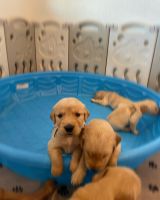 Golden Retriever Puppies for sale in Miami, FL 33177, USA. price: NA