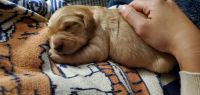 Golden Retriever Puppies for sale in Glendale, OR 97442, USA. price: NA