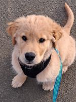 Golden Retriever Puppies for sale in Roseburg, OR, USA. price: NA