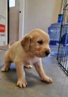 Golden Retriever Puppies for sale in Boone, NC, USA. price: NA