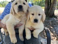 Golden Retriever Puppies for sale in Venus, FL 33960, USA. price: NA