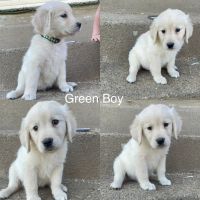 Golden Retriever Puppies for sale in Gallipolis, OH 45631, USA. price: NA