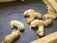 Golden Retriever Puppies for sale in Manteca, CA, USA. price: NA