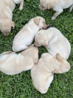Golden Retriever Puppies for sale in Humble, TX, USA. price: NA