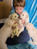 Golden Retriever Puppies for sale in Tucson, AZ, USA. price: NA