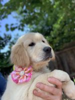 Golden Retriever Puppies for sale in Elk Grove, CA, USA. price: NA