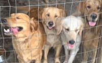 Golden Retriever Puppies for sale in Crescent City, FL 32112, USA. price: NA